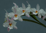 Odontoglossum splendidum, flowers 5-6 cm ( crispum ssp. splendidum )