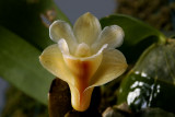 Dendrobium ypsilon, flower 2 cm