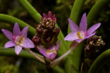Ascocentrum pumilum, flowers 0.75 cm
