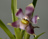 Bollea equadoriana , flower  4 cm