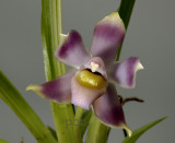 Bollea equadoriana , flower 4 cm