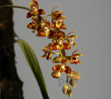 Rudolfiela saxicola, flowers  2 cm