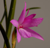 Isabelia violacea, flower 3 cm