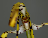 Maxillaria speciosa