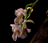 Rodriquezia pulchra, flowers 2 cm