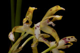 Maxillaria ubatubana, flowers  3 cm