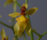Cyrtochilum murinum, flower 13 mm