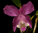 Cattleya loddigesii, botanic, 8 cm