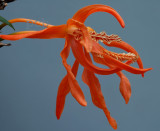 Dendrobium lamyiae, plant 3 cm, flower 4.5 cm