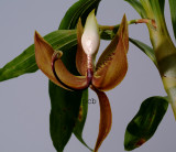 Cycnoches loddigesii,  flower 15 cm
