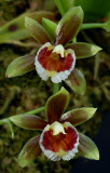 Cischweinfia sp. flowers 2 cm