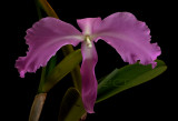 Cattleya labiata, error of mother nature, tonque is missing