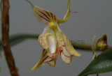 Bulbophyllum ambrosia,  height of flower 3 cm