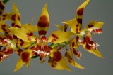 Odontoglossum polyxanthum, flowers 5 cm