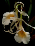 Trichopilia laxa,  flowers  4 cm
