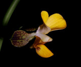 Eulophia streptopetala, Africa, 3.5  cm