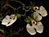Oeonia rosea, flowers  3cm