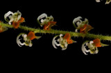 Ornithocephalus bicornis, close, flowers  3 mm