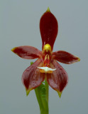 Phalaenopsis cornu-cervi, dark