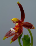 Phalaenopsis cornu-cervi, dark