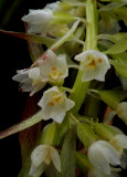 Coelia triptera,   flowers 12 mm