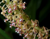 Eria lobata, flowers 1 cm