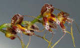 Masdevallia porphyrea, flowers  2 cm