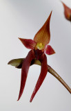 Bulbophyllum nymphopolitanum