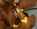 Oncidium praetextum, close flower 4 cm