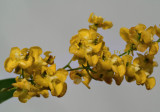Oncidium cheirophorum, flowers  1 cm