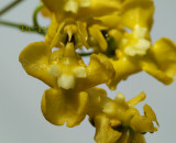 Oncidium cheirophorum, close flower 1 cm