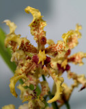 Odontoglossum ramosisimum, flower 4 cm