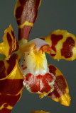 Odontoglossum triumphans, close