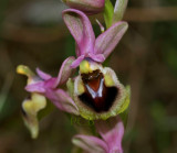 Ophrys tenthredinifera var. villosa