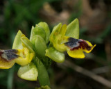 Ophrys phryganae, lutea group