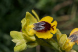 Ophrys phryganae, central Mediterranean type