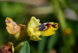  Ophrys sicula 