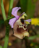Ophrys episcopalis