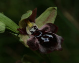 Ophrys cretica ssp. bicornuta
