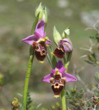 Ophrys heldreichii, voorheen O. scolopax ssp. heldreichii