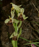 Ophrys levantina or form of Bornmuelleri from Crete