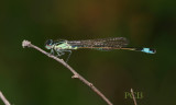 Ischnura sp. Kreta, man