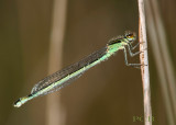 Ischnura sp. Kreta, vrouw