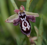 Ophrys cretica ssp. ariadnae 