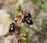 Ophrys cretica ssp. cretica