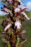 Barlia robertiana