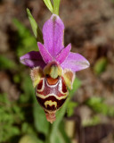 Ophrys heldreichii, height of flower 3 cm