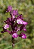 Anacamptis anatolica