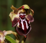 Ophrys cretica 