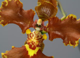 Oncidium forbesii, close, flower 3 cm